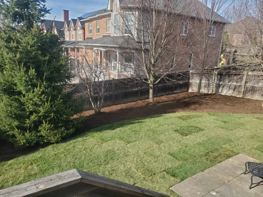 After landscaping: the same backyard with a fresh green lawn beside the patio and existing trees